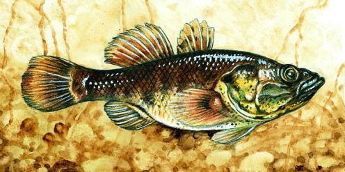 hlavačkovcovití (Odontobutidae) invazní odolný šířící se druh Percottus glenii Dybowski, 1877 hlavačkovec amurský z V Asie zavlečen do Ruska a odtud se šíří na západ, i přes Ukrajinu na V Slovensko,