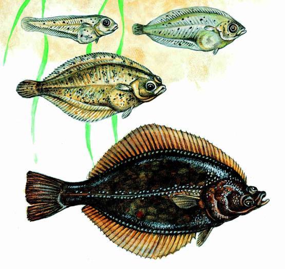 PLEURONECTIFORMES: PLEURONECTIDAE platýsi: platýsovití Platichthys flesus (Linnaeus, 1758) platýs bradavičnatý, v ČR EX CICHLIFORMES: CICHLIDAE