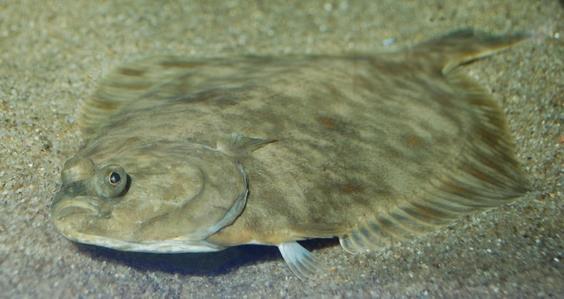 živorodkovití Poecilia reticulata Peters, 1859 živorodka duhová Poecilia sphenops Valenciennes, 1846 živorodka ostrotlamá Xiphophorus hellerii