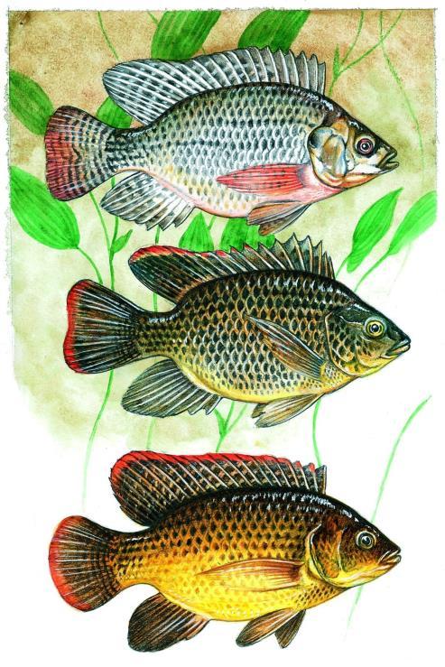 Oreochromis niloticus (Linnaeus, 1758) tlamoun nilský (okounovec) Africké cichlidy (tilápie), akvakultury, 1985 ze Sudánu do Prahy, pak do ČB, dnes v teplé vodě z elektrárny v Tisové u