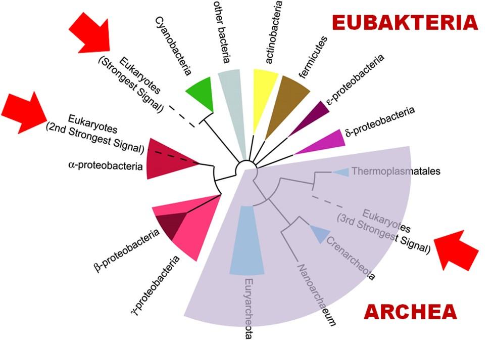 prostředí tvoří samostatnou skupinu - Archea, která je od ostatních bakterií fylogeneticky vzdálena přibližně stejně jako je vzdálena od eukaryot.
