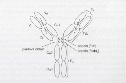 Další částí molekuly imunoglobulinu je Fc fragment obsahující části obou těžkých řetězců. Tato část molekuly zajišťuje specifické biologické vlastnosti a efektorové funkce imunoglobulinu.