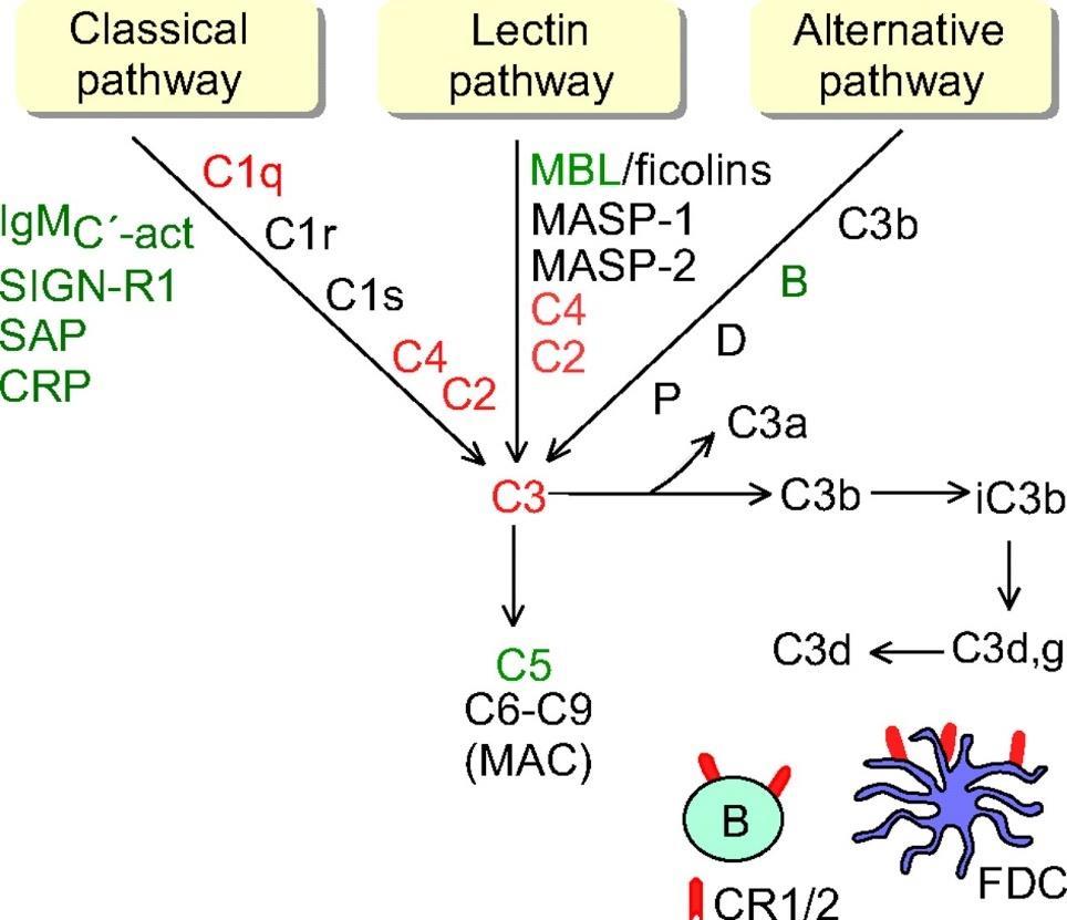 complex), který se označuje jako terminální komplex kaskády reakcí. Sestává se z proteinů C5b, C6, C7, C8 a C9, které jsou aktivovány po aktivaci C3.