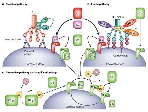 Obrázek 6 Grafické znázornění tří variant reakce vazby komplementu (19) 2.2 Imunohematologie Imunohematologie je nedílnou součástí transfuzního lékařství.