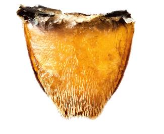 bipunctata; 6, 7 aedeagus, dorsal
