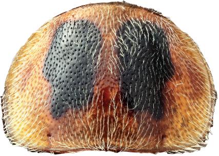 samec Osphya bipunctata (Fabricius,