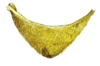 bipunctata; 6, 7 aedeagus, dorsální