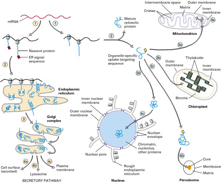 Overview of sorting of nuclear-encoded proteins in eukaryotic cells. All nuclear-encoded mrnas are translated on cytosolic ribosomes.