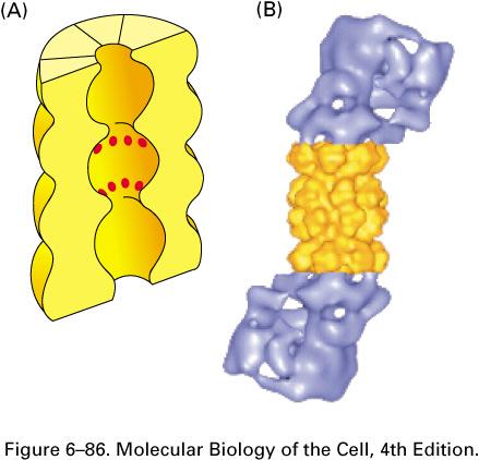he ubiquitin-proteasome pathway Proteins are marked for rapid degradation by he covalent attachment of several molecules of ubiquitin. Ubiquitin is first ctivated by the enzyme E1.