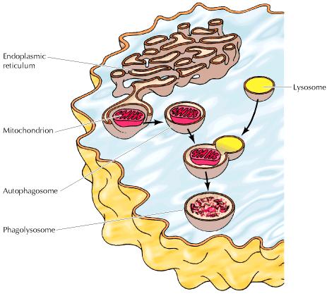 e other major pathway of protein gradation in eukaryotic cells involves the take of proteins by lysosomes.