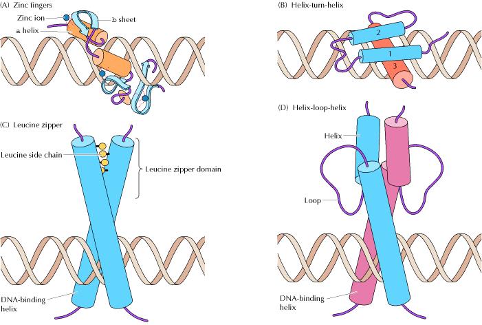 Různé strukturní domény mohou plnit stejnou funkci: Families of DNA-binding domains (A) Zinc finger domains consist of loops in which an α helix and a β sheet coordinately bind a zinc ion.