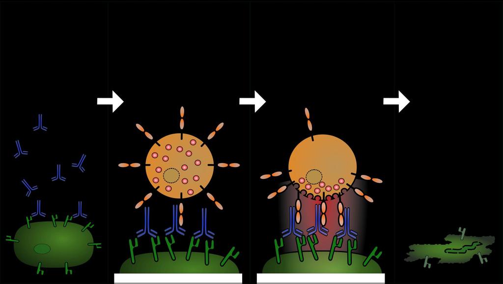 ADCC (antibody-dependent cellular cytotoxicity, cytotoxická