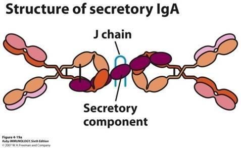 IgA slizniční IgA - nejvýznamější slizniční imunoglobulin - dimér se sekreční komponentou - transcytoza IgA je přes epitel transportován pomocí transportního Fc receptoru (poly-ig-receptor), na