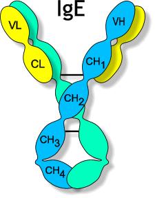 IgE - uplatňuje se při obraně proti mnohobuněčným parazitům - je hlavní příčinou alergických reakcí - (koncentrace 0-100