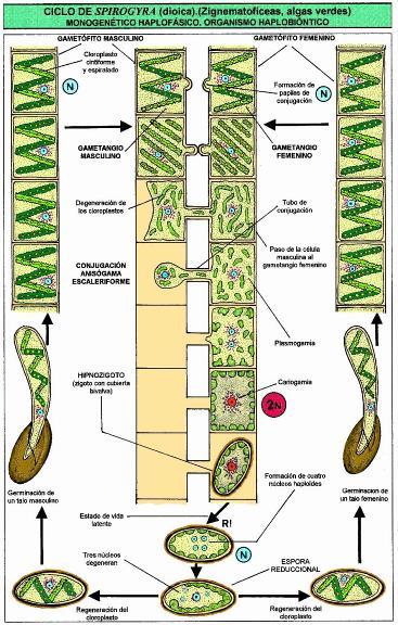 zelené rostliny vývojová linie - Streptophytae Třída: