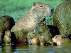 Glires Glires apomorfie molekulární znaky diprotodontní