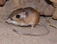 Dipodomys ordii Dipodomys meriami Perognathus fasciatus Heteromys anomalus Myomorpha myomorphní utváření masseteru sciurognathní mandibula