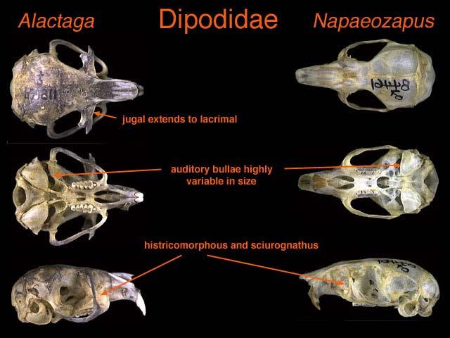 Jaculus jaculus Jaculus jaculus