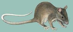 Nesomyidae myomorphní úprava