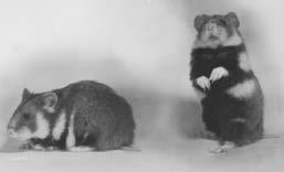 Cricetus cricetus