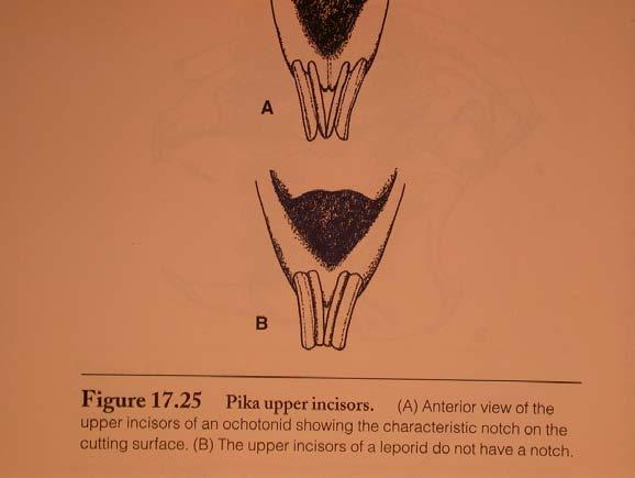 Lagomorpha systematika W&R05 Ochotonidae 1 : 30 Prolagidae 1 : 1 Leporidae 11