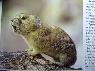 Mimotonidae [3] paleocen oligocen Asie Lagomorpha Ochotonidae 2 [24] eocen