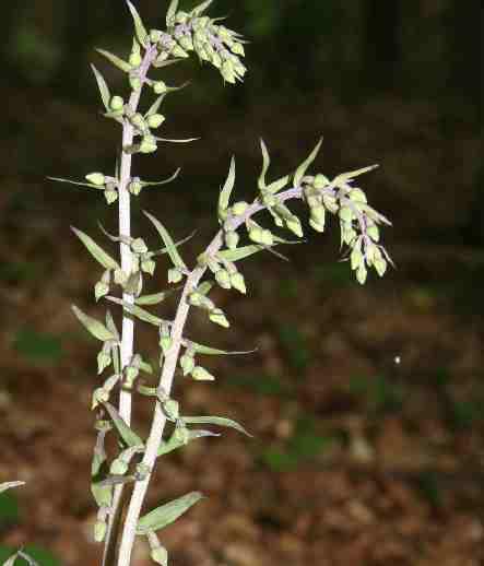 Greuterův (Epipactis greutei),