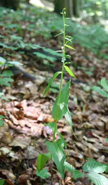 modrofialový (Epipactis