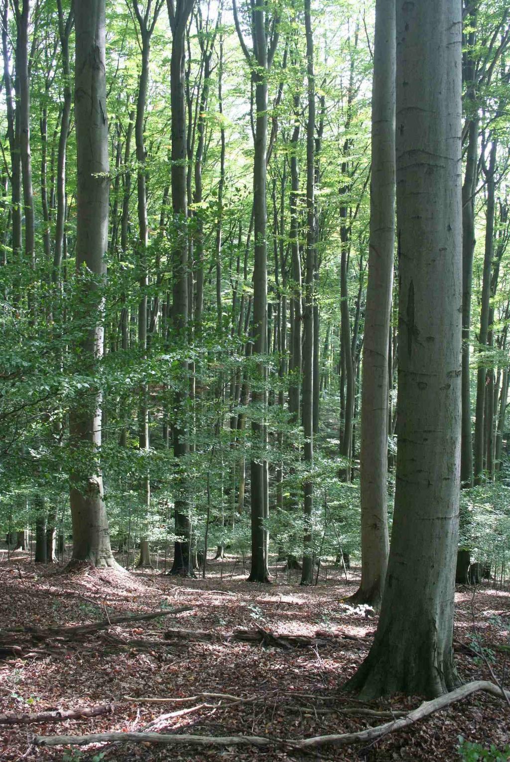 Bučiny Rezervace vznikla z hospodářského bukového lesa.