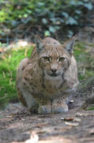DAS JAHR 2017 AUS DER ANSICHT DER DIREKTORIN Liebe Freunde und Unterstützer des Zoos Děčín, ich grüβe Sie herzlichst am Jahresbericht 2017, also an dem kleinen Rückblick auf das vergangene Jahr.
