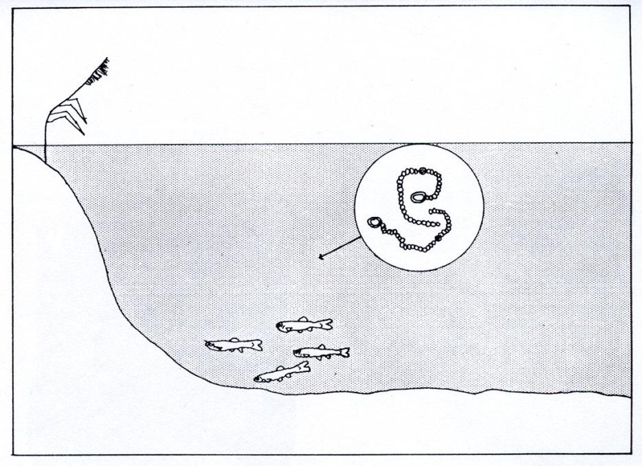 SCHEMA VLIVU EUTROFIZACE NA