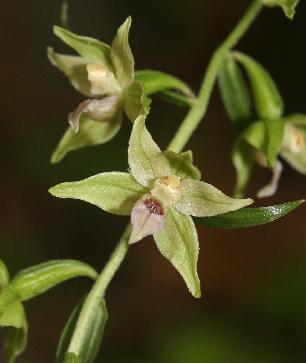 64 FLORISTIKA Zprávy Moravskoslezské pobočky ČBS 7, 2018 3 a b Obr. 3. Kruštík podhorský (Epipactis leutei): (a) celá rostlina, (b) detail květu, západní svah Kotouče, 17. 7. 2006. Foto P.