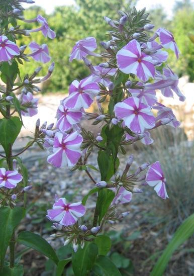 Phlox divaricata Monroe