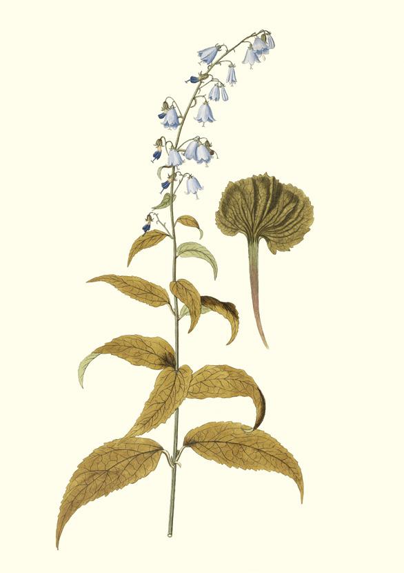 Adenophora