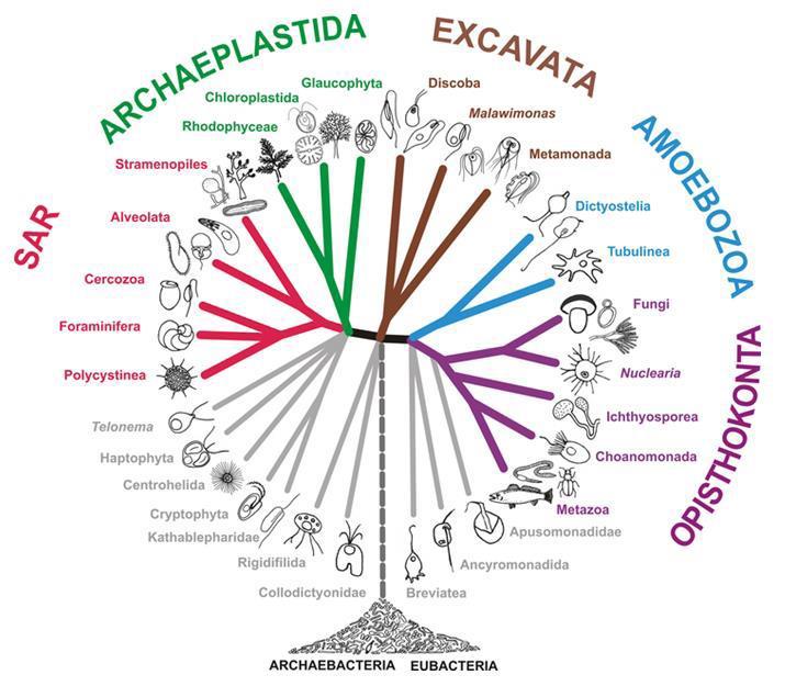 V roce 2012 byla zveřejněna revidovaná podoba konceptu superskupin (Adl et al. 2012). Stabilní pozici si udržely Opisthokonta a Amoebozoa a přibylo důkazů o monofylii superskupiny Archaeplastida.