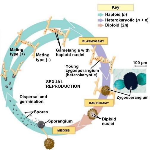 somatogamie - splynutí protoplastů vegetativních buněk, hyfogamie, hologamie (např.