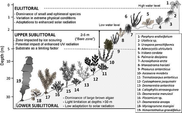 Společenstva makrofytických řas (chaluh, ruduch a zelených řas) osidlují hlavně skalnatá pobřeží a vykazují výraznou vertikální zonaci, určovanou světelnými podmínkami. https://www.researchgate.