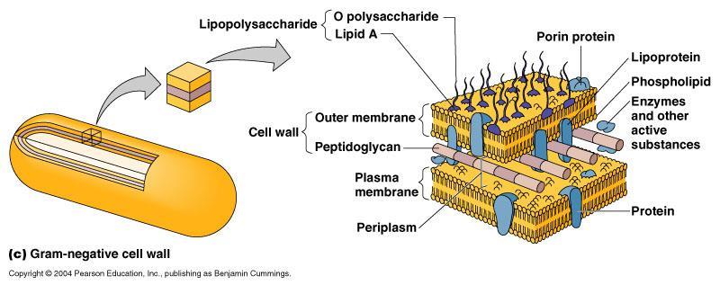 http://classes.midlandstech.edu/carterp/courses/bio225/chap04/04-13c_bactcellwall_1.jpg http://cronodon.com/images/cyanobacterium_structure_labeled.