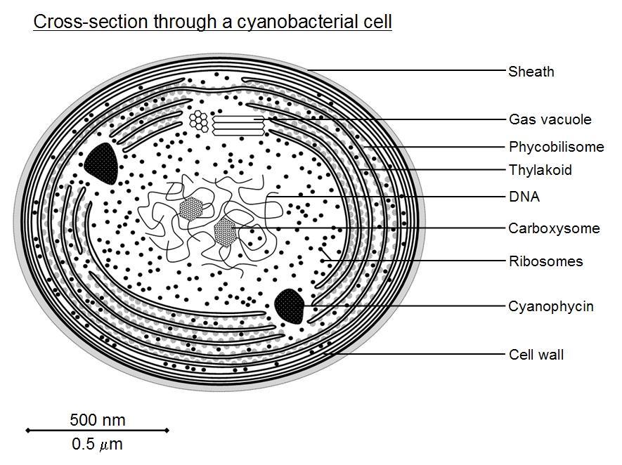 souvisí s ní vývoj tylakoidů. Protoplast - v živé buňce lze rozlišit periferní chromatoplazmu s tylakoidy a centroplazmu (nukleoplazmatickou oblast).