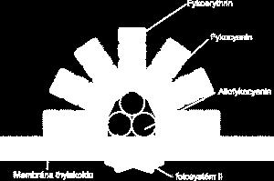 http://www.sinicearasy.cz/files/perovky-fykobilisom.