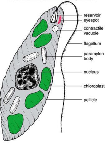 DOMÉNA (NADŘÍŠE): EUKARYA ŘÍŠE: EXCAVATA Excavata jsou zpravidla jednobuněčné organismy s centrálním cytostomem (buněčná ústa) ve tvaru rýhy.