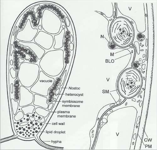 Vegetativní stádium: obsah spory se dostane do hostitelské buňky injekčním mechanismem v podobě primitivní buňky (sporoplazma), která vyrůstá v útvar meront, ten se uvnitř buněk hostitele množí,