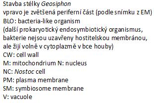 Obsah spory (sporoplazma) tak přejde kanálkem ve vláknu tlakem vakuoly do hostitele. Výskyt, význam, zástupci: parazité hlavně hmyzu, ryb, ale i obratlovců včetně člověka.