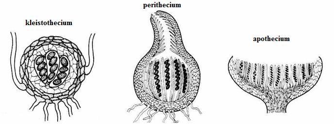 Typy plodnic: Kleistothecium - všestranně uzavřená plodnice, otvírá se zeslizovatěním či rozpadem stěny, uvnitř s nepravidelně rozptýlenými prototunikátními vřecky.