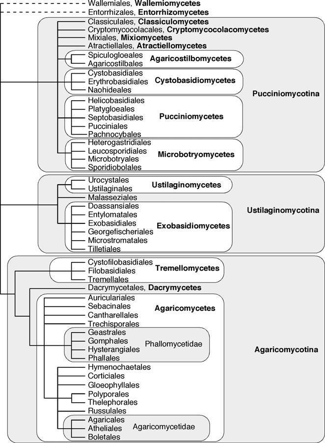 PODODDĚLENÍ PUCCINIOMYCOTINA Monofyletická, ale morfologicky heterogenní, skupina vymezená na základě biochemických (přítomnost cukrů, koenzymů) a ultrastrukturálních (póry, šupinky) znaků.