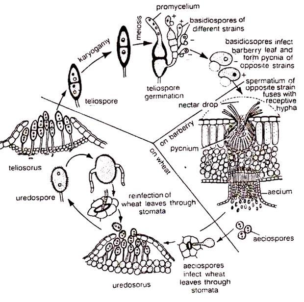 vzniká dikaryotické mycelium, na němž se zakládají postupně ložiska nepohlavních výtrusů: jarní (aecia s aeciosporami, označení I), letní (uredia s urediosporami, označení II) a zimní (telia s