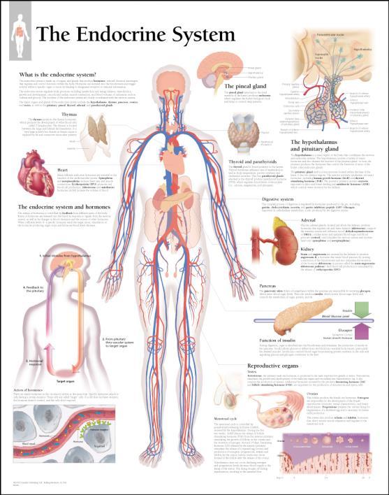 ENDOKRINOLOGIE V