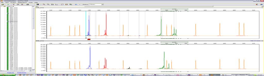 Praktická ukázka Genotypování Banánovníku pomocí SSR markerůcom Analýza SSR profilů programem GeneMarker Přesná identifikace velikosti alel s vysokým rozlišením 3730xl DNA analyzer SSR profil