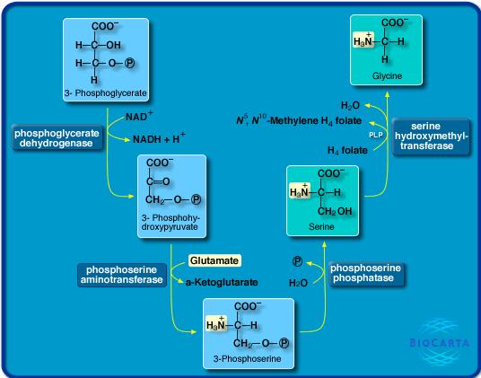 glykolýza Syntéza serinu a glycinu Obrázek je převzat z