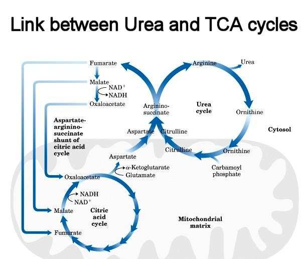 Propojení močovinového a citrátového cyklu Obrázek je převzat z http://courses.cm.